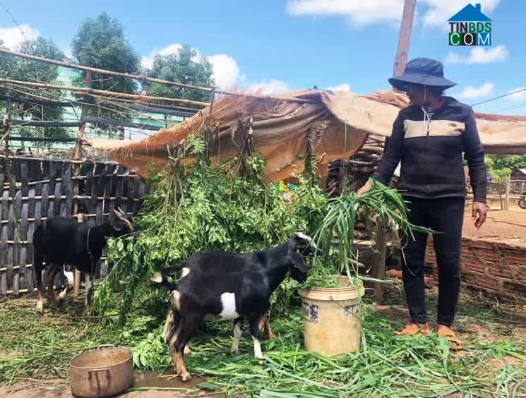 Hình ảnh Mang Yang, Gia Lai