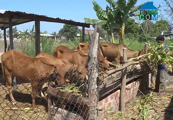 Hình ảnh Phú Túc, Gia Lai