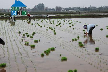 Hình ảnh Kiến Xương, Hưng Yên