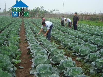 Hình ảnh Đại Đồng, Hưng Yên