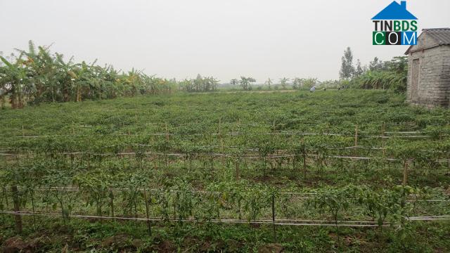 Hình ảnh Đồng Bằng, Hưng Yên