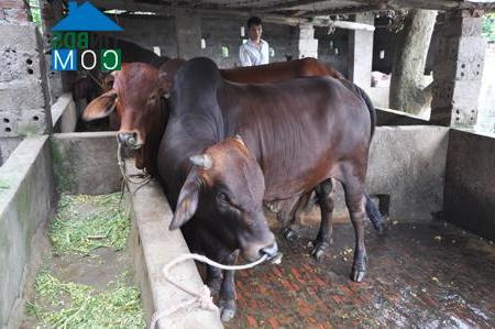 Hình ảnh Đức Hợp, Hưng Yên