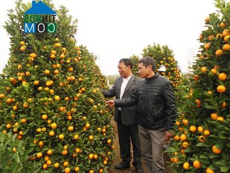 Hình ảnh Hoàn Long, Hưng Yên