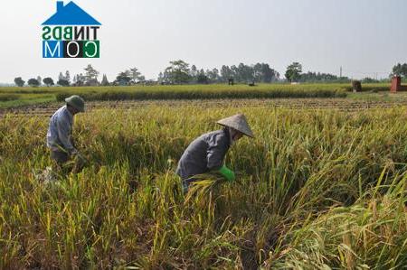 Hình ảnh Hoàng Hoa Thám, Hưng Yên