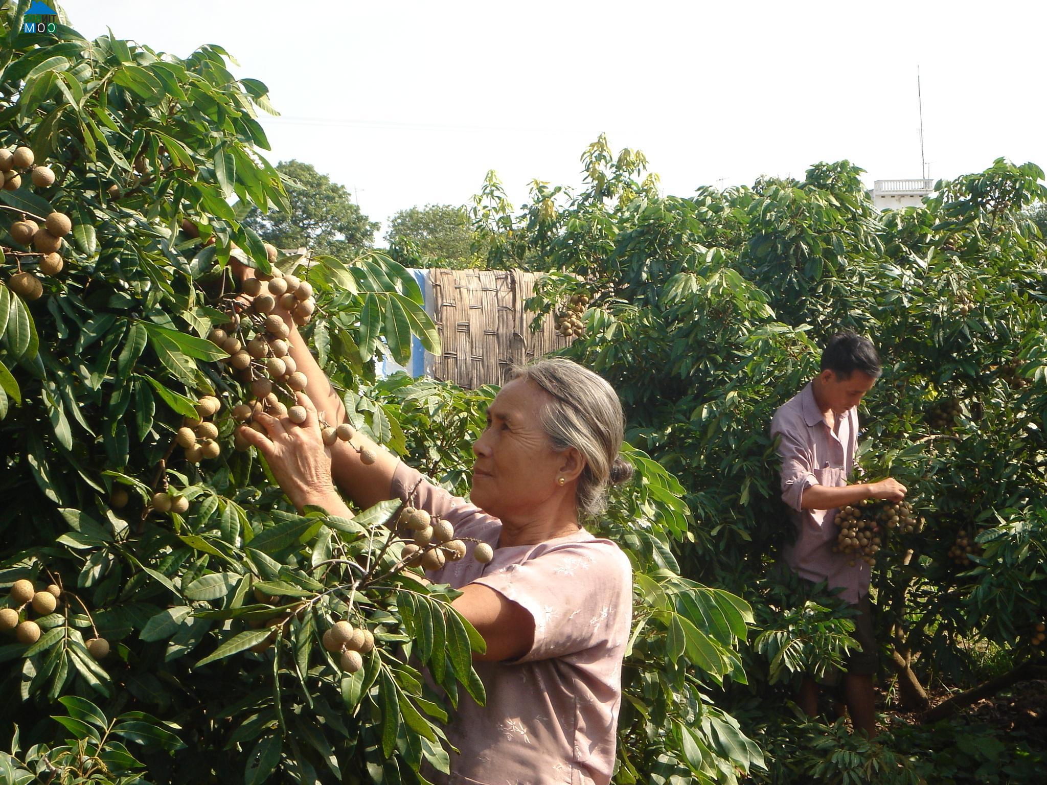 Hình ảnh Hồng Châu, Hưng Yên