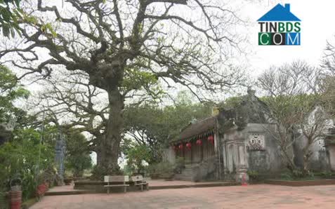 Hình ảnh Tây Thái Ninh, Hưng Yên