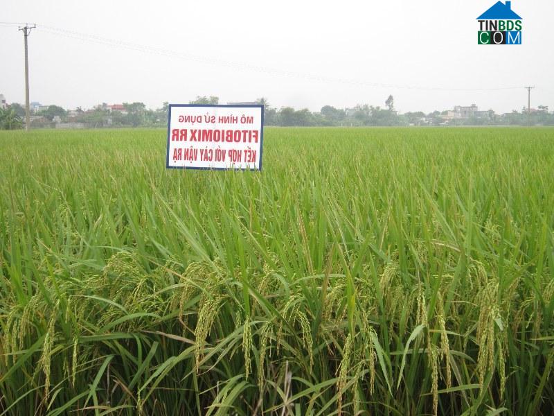 Hình ảnh Nam Đông Hưng, Hưng Yên