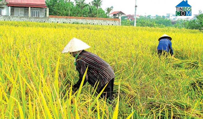 Hình ảnh Nam Thụy Anh, Hưng Yên