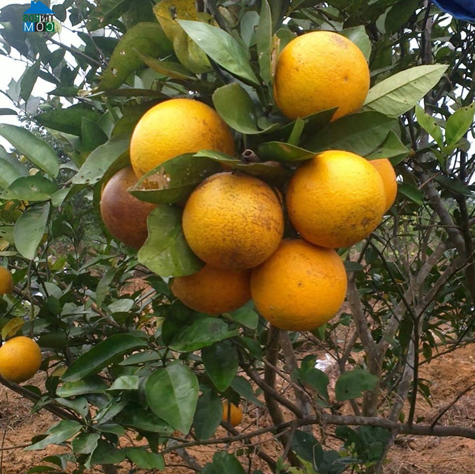 Hình ảnh Tống Trân, Hưng Yên