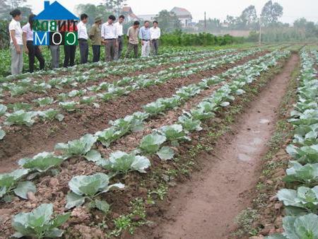 Hình ảnh Việt Yên, Hưng Yên