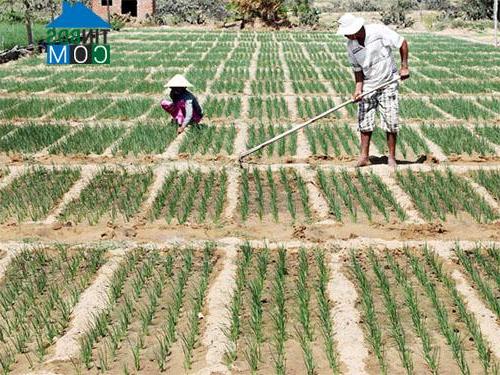 Hình ảnh Phước Dinh, Khánh Hòa