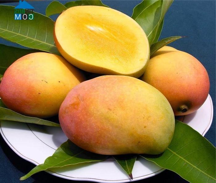 Hình ảnh Cam An, Khánh Hòa