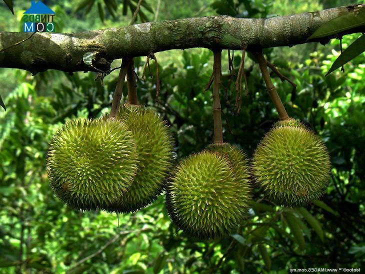 Hình ảnh Đông Khánh Sơn, Khánh Hòa