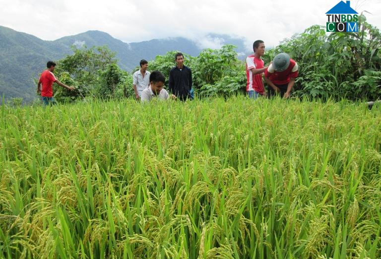 Hình ảnh Mù Cả, Lai Châu