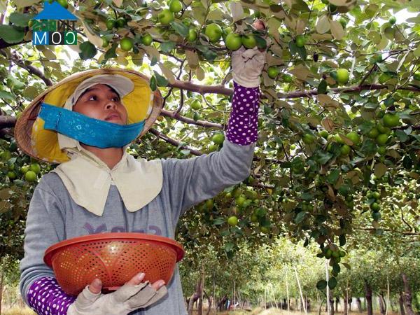 Hình ảnh Phước Hậu, Khánh Hòa