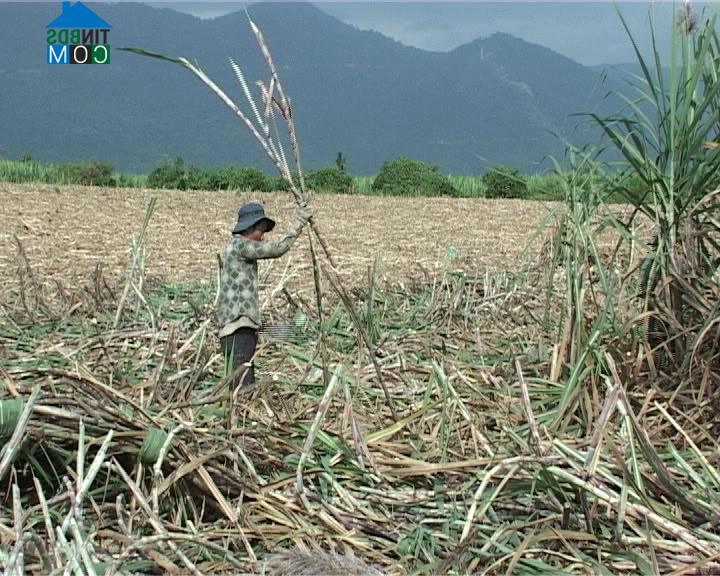 Hình ảnh Tây Ninh Hòa, Khánh Hòa