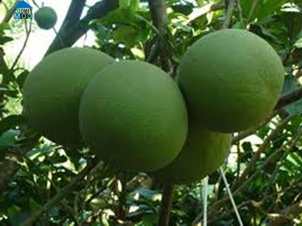 Hình ảnh Trung Khánh Vĩnh, Khánh Hòa