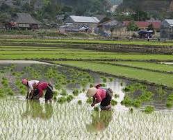 Hình ảnh Bản Bo, Lai Châu