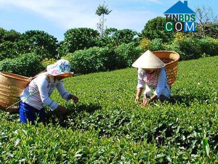 Hình ảnh Tân Hà Lâm Hà, Lâm Đồng