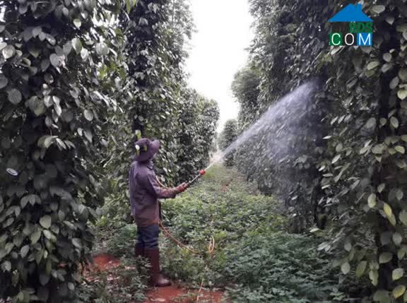 Hình ảnh Thuận Hạnh, Lâm Đồng