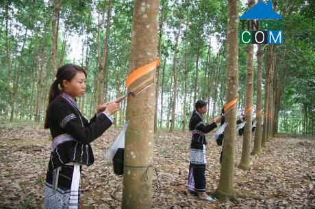 Hình ảnh Nậm Tăm, Lai Châu