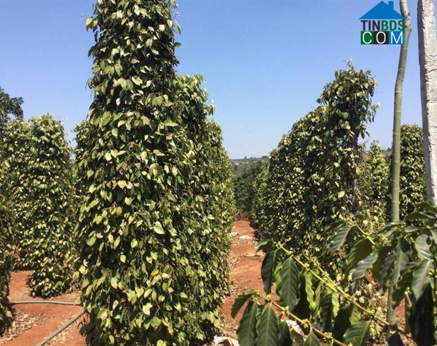 Hình ảnh Bảo Thuận, Lâm Đồng