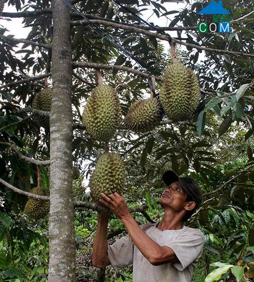 Hình ảnh Đạ Huoai 2, Lâm Đồng