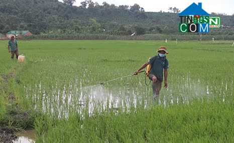 Hình ảnh Đắk Song, Lâm Đồng