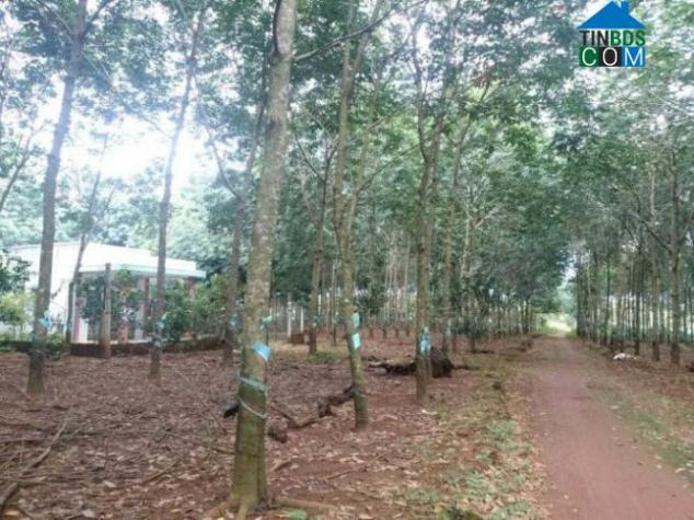 Hình ảnh Quảng Tín, Lâm Đồng