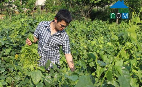 Hình ảnh Bằng Mạc, Lạng Sơn