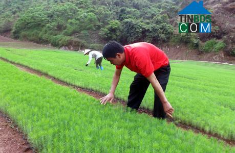 Hình ảnh Đình Lập, Lạng Sơn