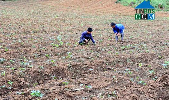 Hình ảnh Bản Xèo, Lào Cai