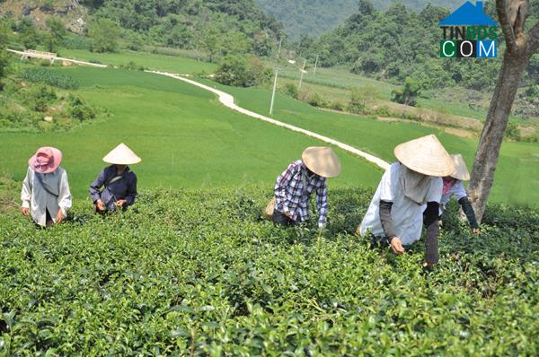 Hình ảnh Phong Hải, Lào Cai