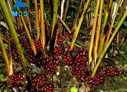 Hình ảnh Púng Luông, Lào Cai