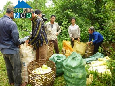 Hình ảnh Quy Mông, Lào Cai