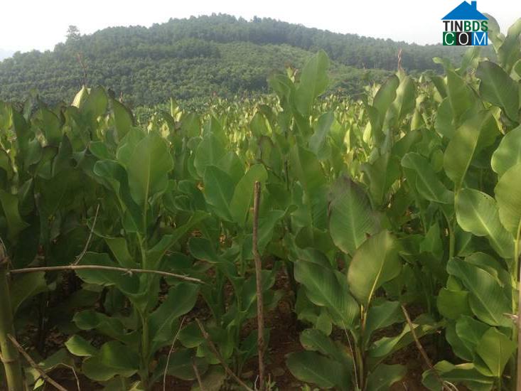 Hình ảnh Trịnh Tường, Lào Cai