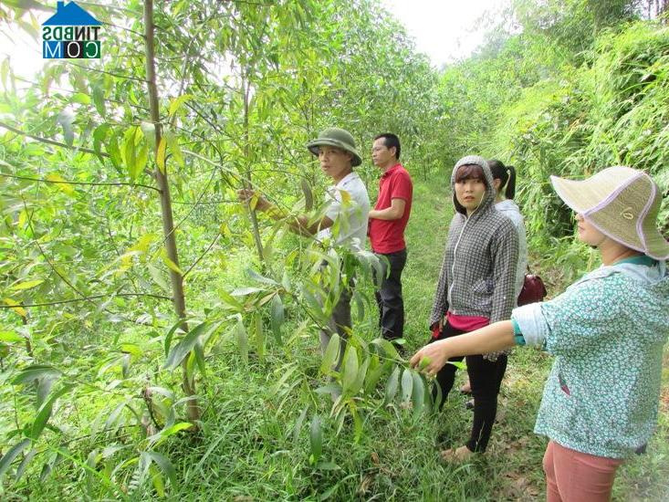 Hình ảnh Việt Hồng, Lào Cai