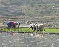 Hình ảnh Võ Lao, Lào Cai