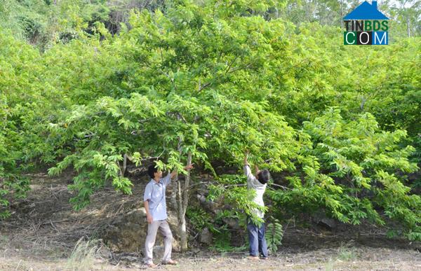 Hình ảnh Xuân Quang, Lào Cai