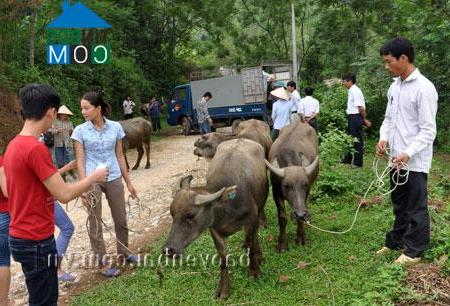 Hình ảnh Yên Thành, Lào Cai