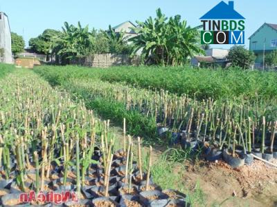 Hình ảnh Con Cuông, Nghệ An