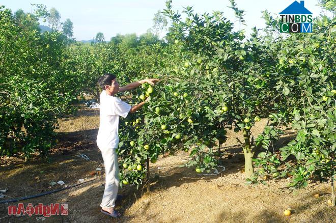 Hình ảnh Phúc Lộc, Nghệ An