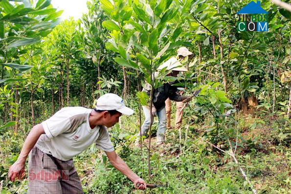 Hình ảnh Mậu Thạch, Nghệ An