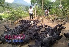 Hình ảnh Nga My, Nghệ An