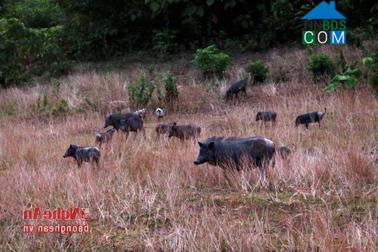 Hình ảnh Nghĩa Hành, Nghệ An