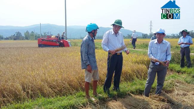 Hình ảnh Mỏ Cày, Quảng Ngãi