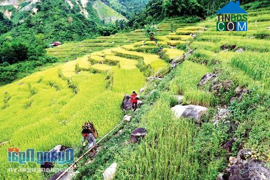 Hình ảnh Sơn Tây Thượng, Quảng Ngãi