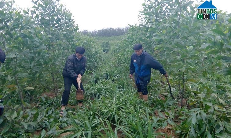 Hình ảnh Hiếu Giang, Quảng Trị