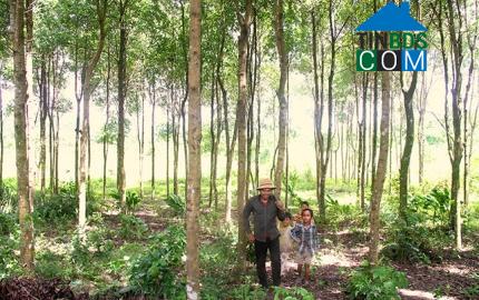 Hình ảnh Hướng Lập, Quảng Trị