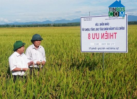 Hình ảnh Nam Hải Lăng, Quảng Trị